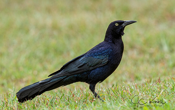 Great-taled Grackle (M)