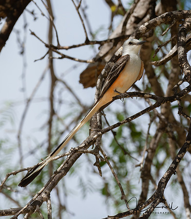 Scissor-tailed Flycatcher
