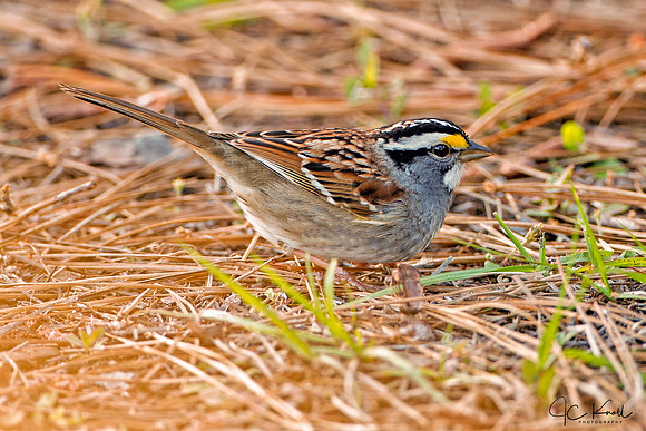 White-throated Sparrow (Black))
