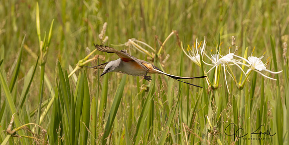 Scissor-tailed Flycatcher