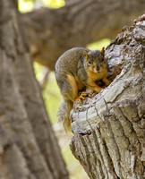 Douglas Squirrel
