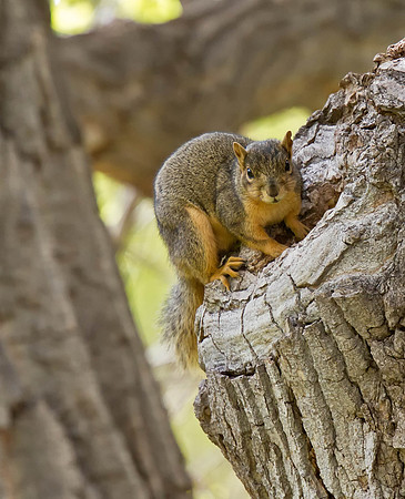 Douglas Squirrel
