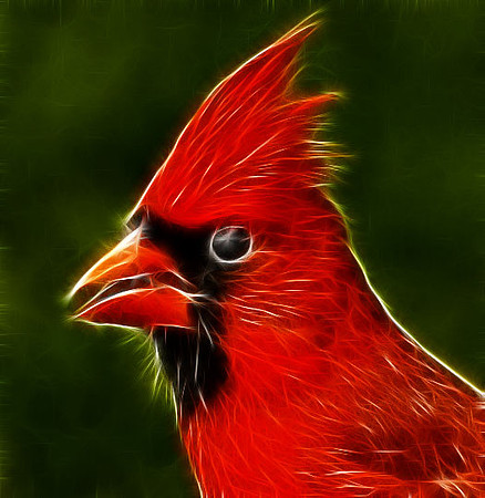 Northern Cardinal (M)