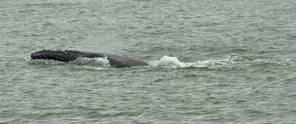 Hump-backed Whale
