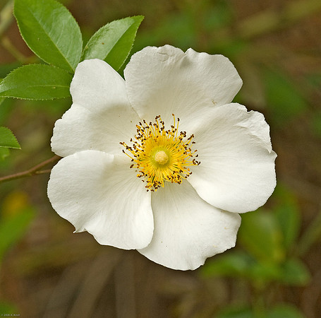 Cherokee Rose