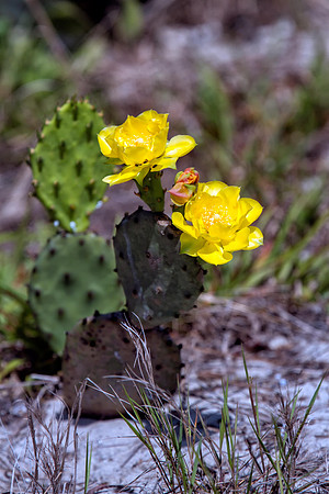 Prickly Pear
