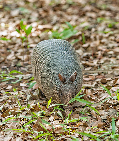 Nine-banded Armadillo