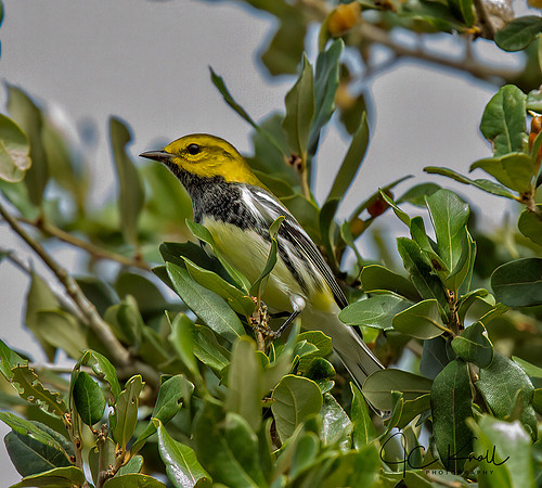 Black-throated Green Warbler