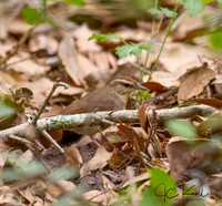 Swainson's Warbler