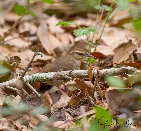Swainson's Warbler