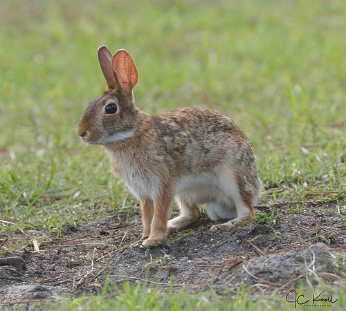 Eastern Cottontail
