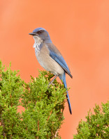 Woodhouse’s Scrub-jay