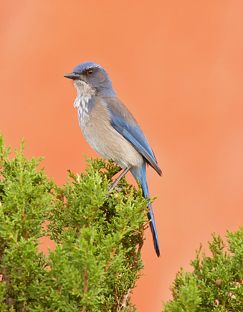 Woodhouse’s Scrub-jay