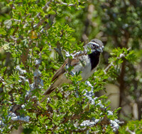Black-throated Sparrow