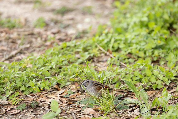 Swamp Sparrow