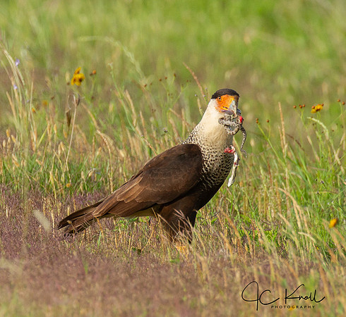 Crested Caracara with Pygmy Rattlesnake