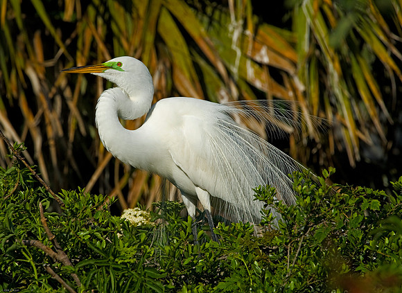 Great Egret