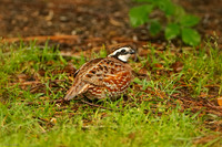 Northern Bobwhite (M)