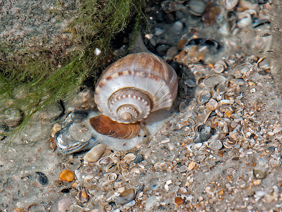 Channeled Whelk