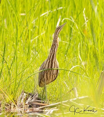 American Bittern