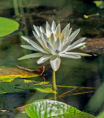 White Waterlilly
