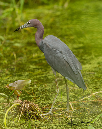 Little Blue Heron