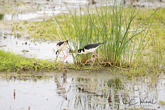 Black-necked Stilt