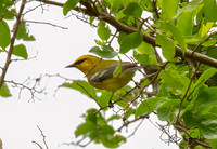 Blue-winged Warbler