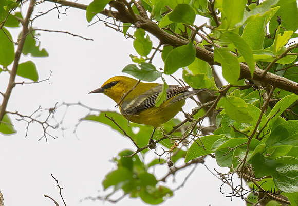 Blue-winged Warbler