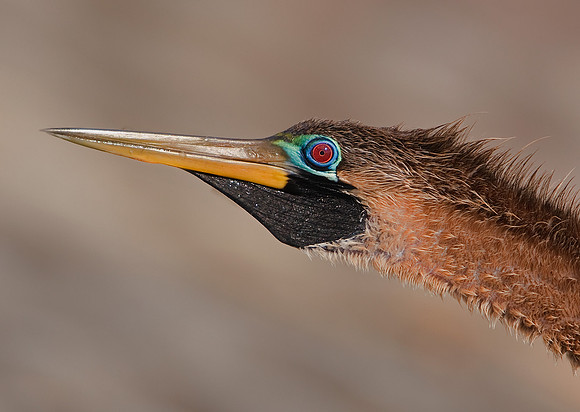 Anhinga (F)