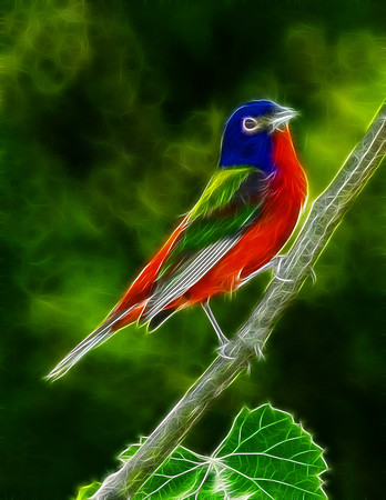 Painted Bunting