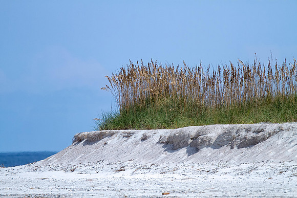 Sea Oats