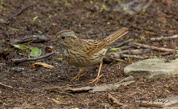 Lincoln's Sparrow