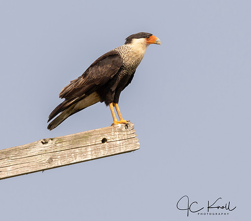 Crested Caracara