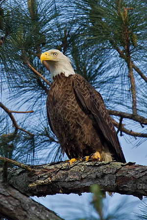 Bald Eagle