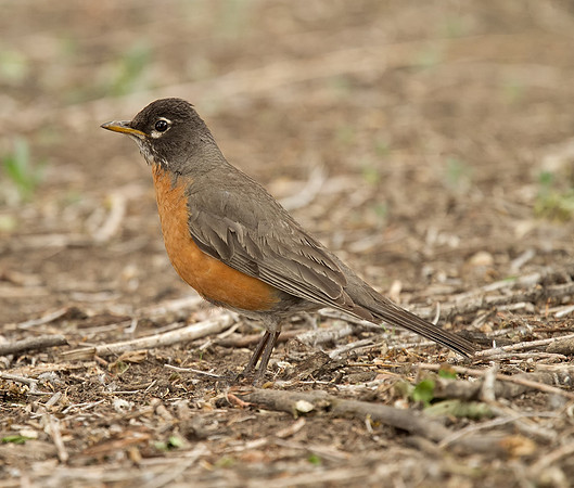 American Robin