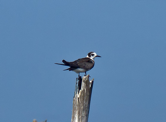 Black Tern