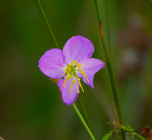 Meadow Beauty
