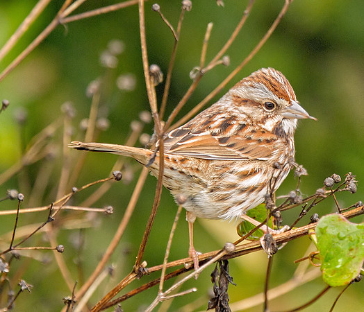 Song Sparrow