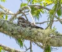 Common Nighthawk