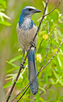 Florida Scrub-jay