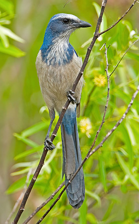 Florida Scrub-jay