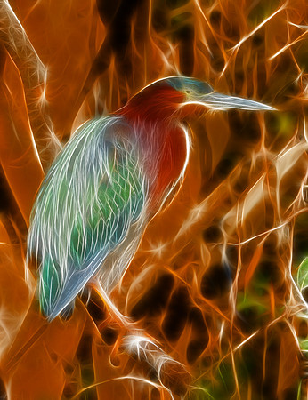 Green Heron