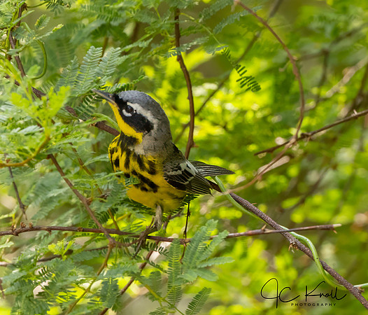Magnolia Warbler