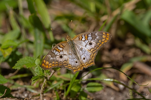 White Peacock