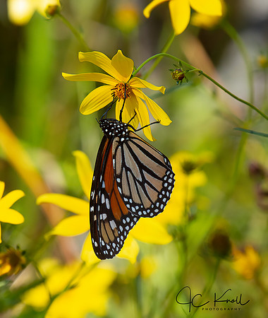 Tickseed & Monarch
