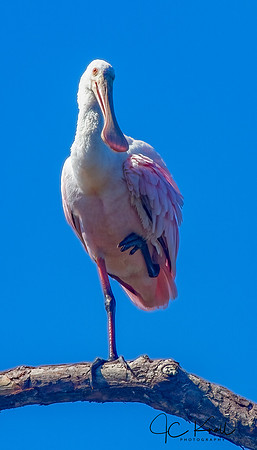 Roseate Spoonbill