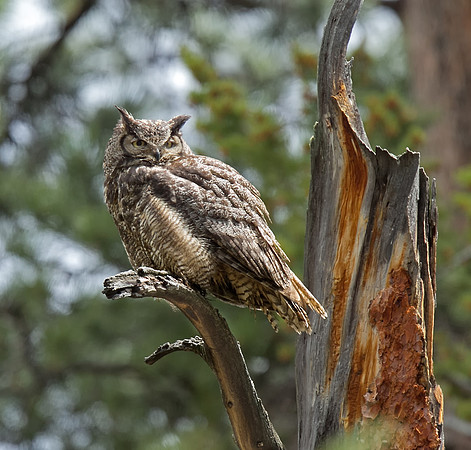 Great Horned Owl (Rocky Mountains)