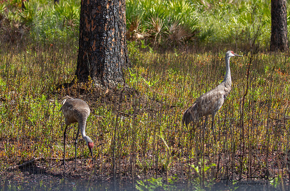 Sandhill Crane