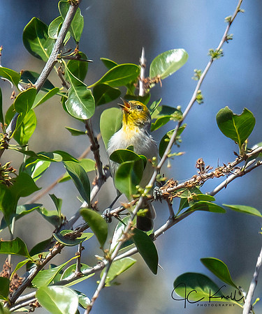 Verdin